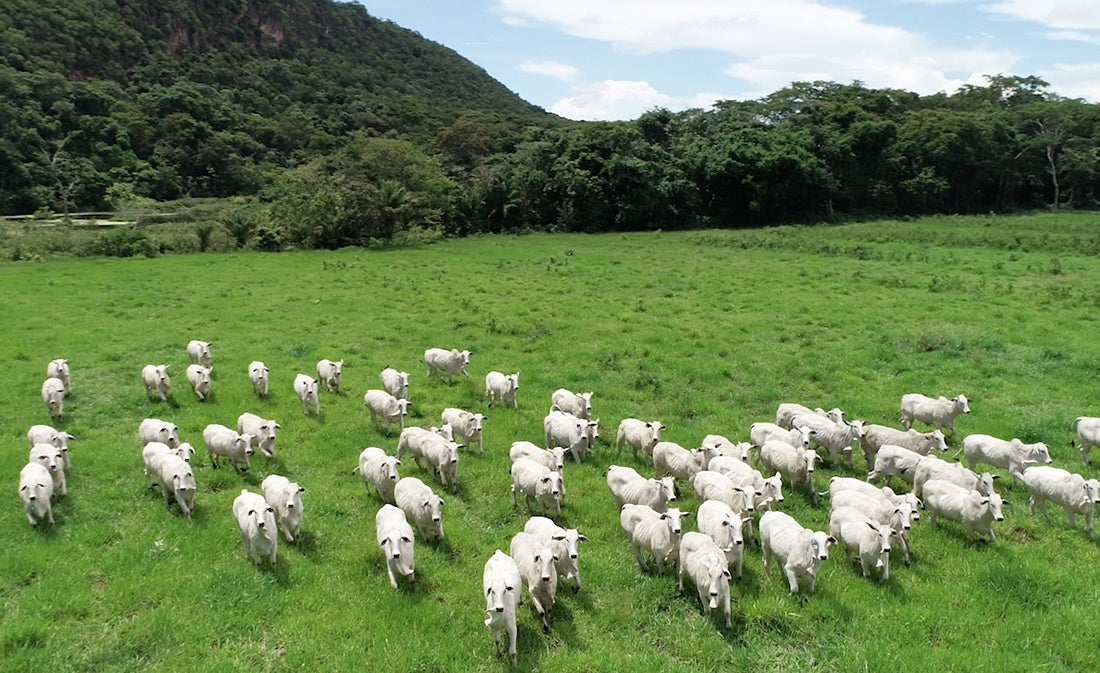 Governo de Mato Grosso revoga cobrança de taxa extra para pecuaristas