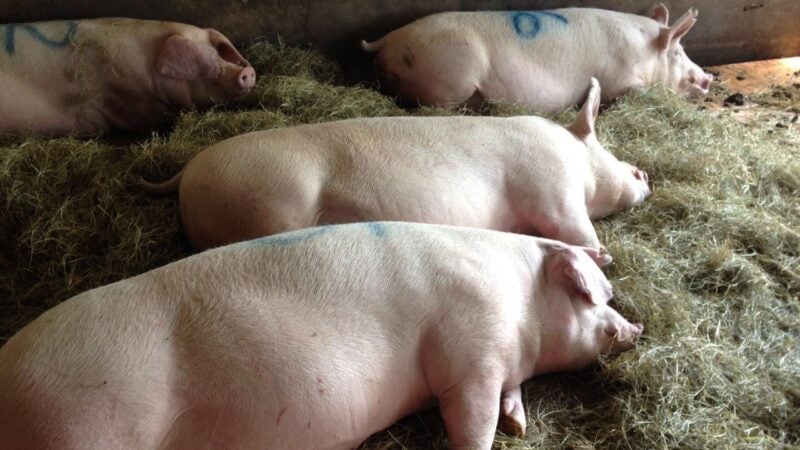 Reduzir o estresse dos suínos gera maior produtividade