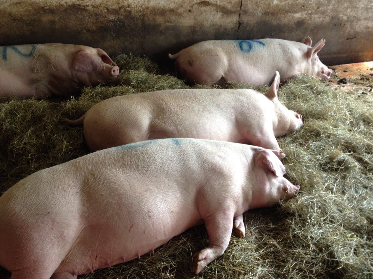 Reduzir o estresse dos suínos gera maior produtividade