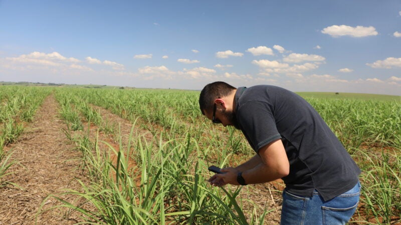 Gestão do manejo é peça chave no controle da matocompetição no canavial