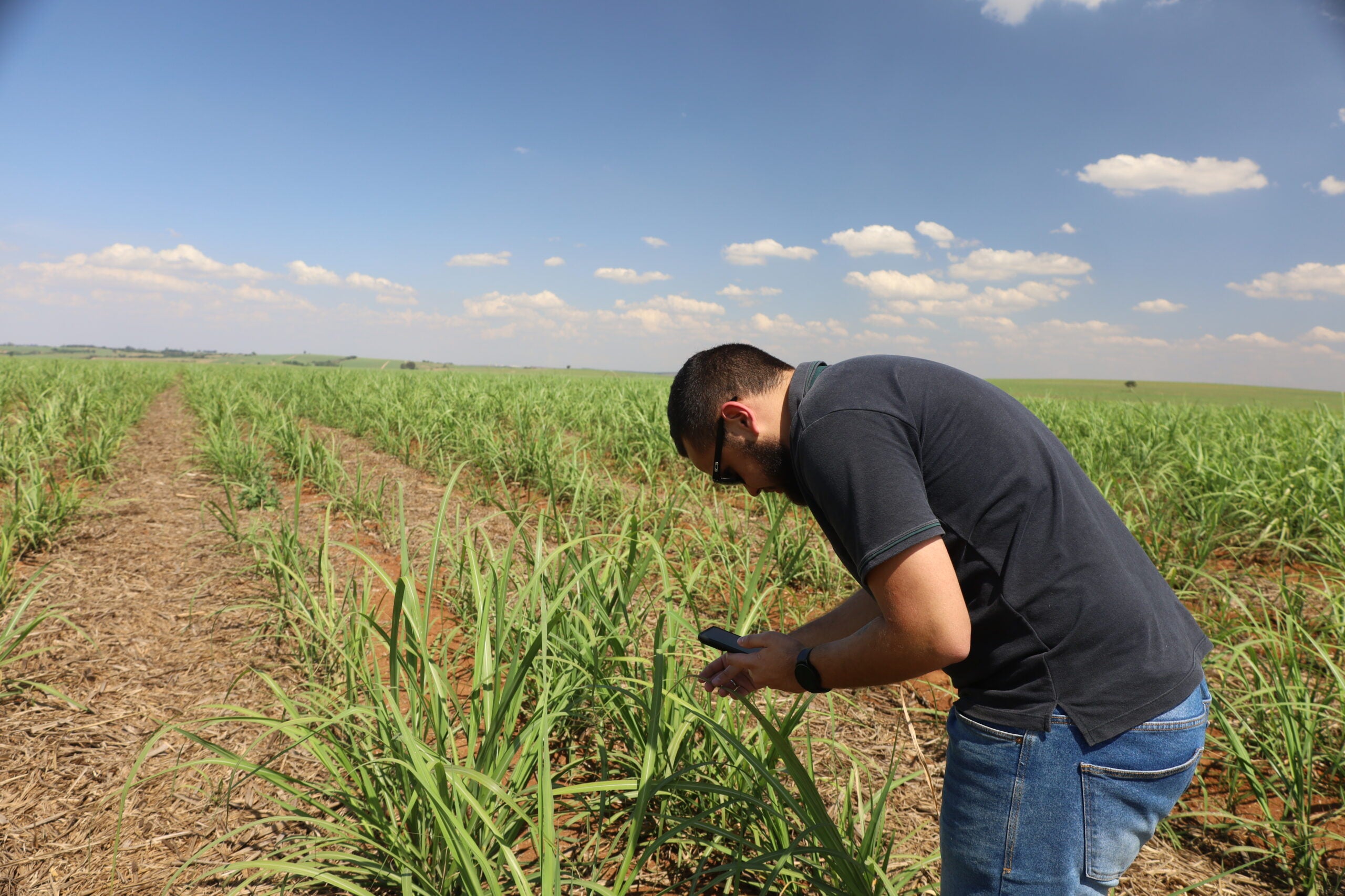 Gestão do manejo é peça chave no controle da matocompetição no canavial