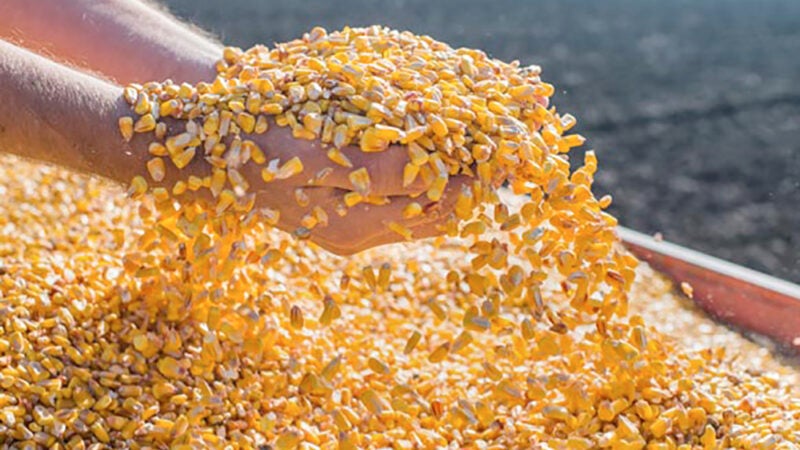 Custo de produção de milho de alta tecnologia em Mato Grosso sobe 39%, constata instituto