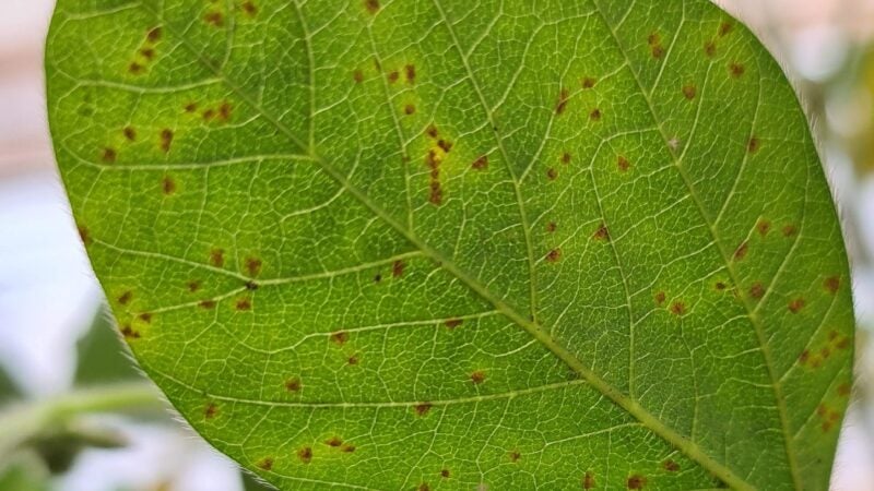 Focos de Ferrugem-asiática no Sul de Mato Grosso acendem alerta