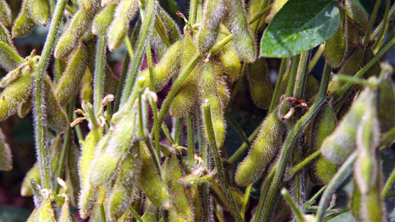 Cotação da soja disponível em Mato Grosso cai 3%; custo de produção baixa 4,8%