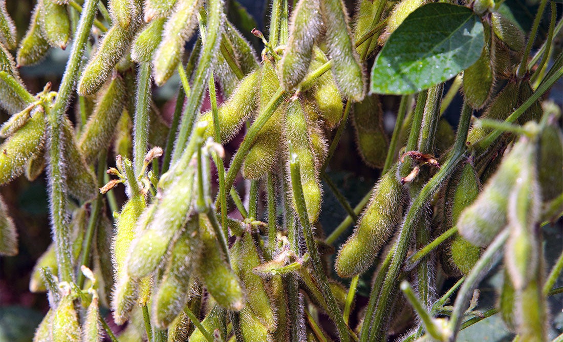 Cotação da soja disponível em Mato Grosso cai 3%; custo de produção baixa 4,8%