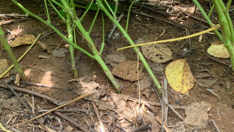 Pesquisa sobre anomalia das vagens e quebramento das hastes revela novas informações