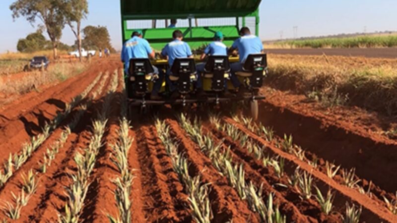 SEAF destinará plantadeira de abacaxi para produtores de Guarantã do Norte a pedido do vereador Zilmar