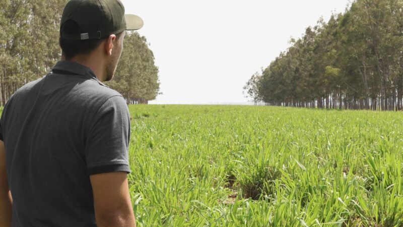 ILPF é a grande aliada para a produção sustentável