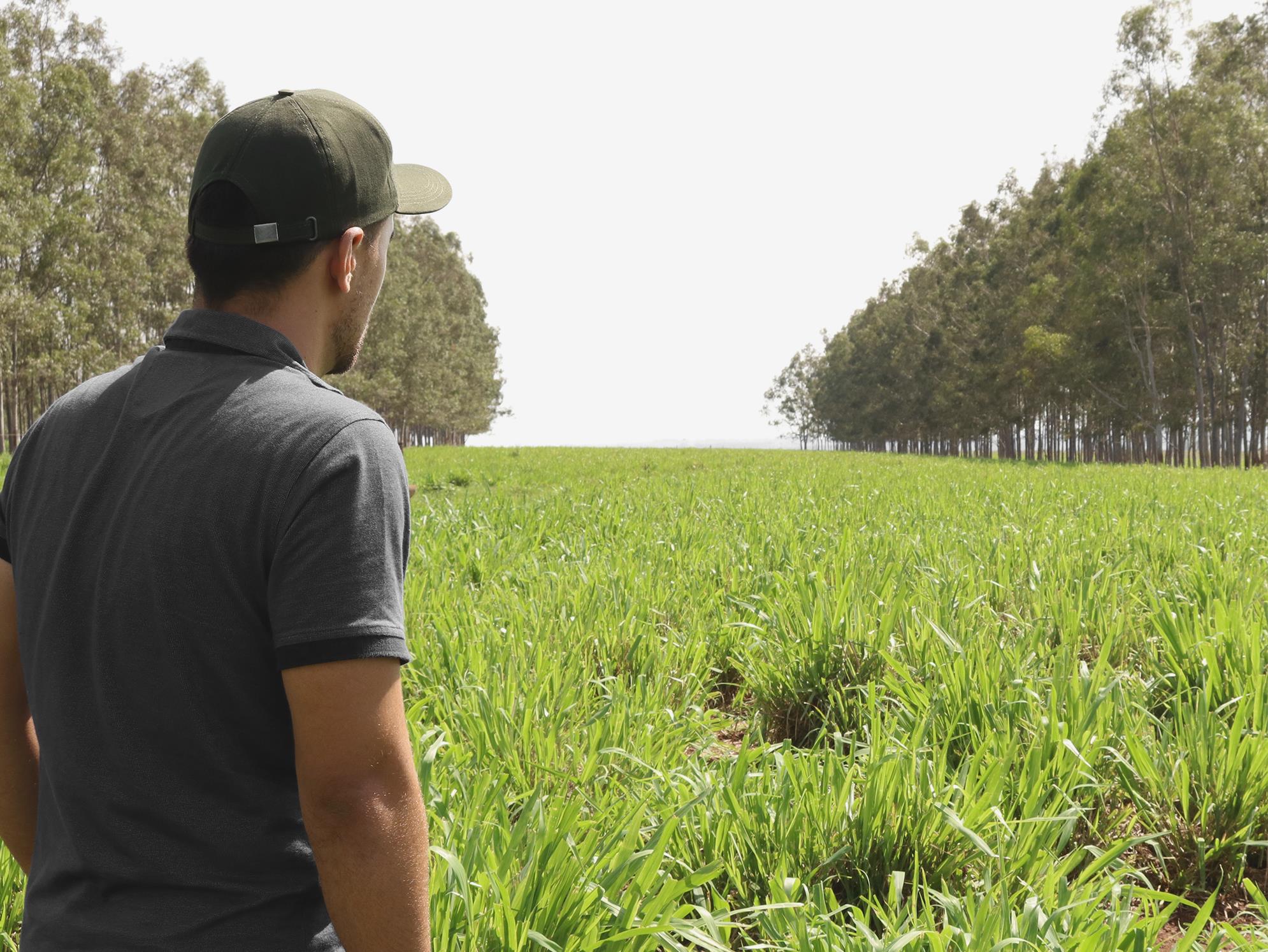 ILPF é a grande aliada para a produção sustentável