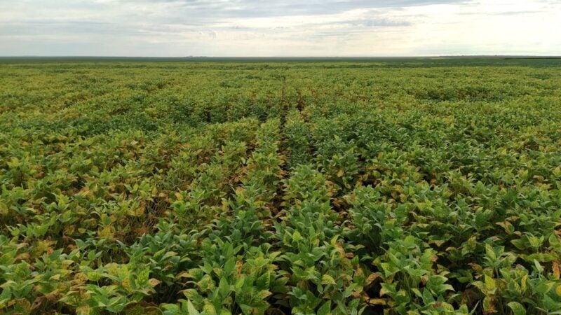 Manejo de nematoides ganha importante aliado no inverno