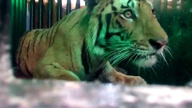 Domador de animais é atacado por tigre durante apresentação na Itália