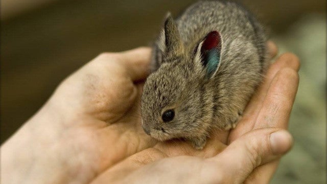 O menor coelho do mundo cabe na palma das suas mãos