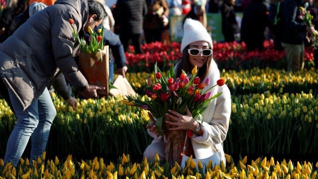 Amesterdã se enche de cores para celebrar o Dia Nacional da Tulipa