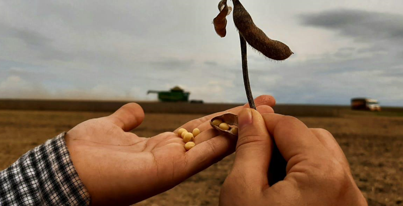 Estudos apoiados pelo REM MT identificam impactos da produção diversificada no Cerrado