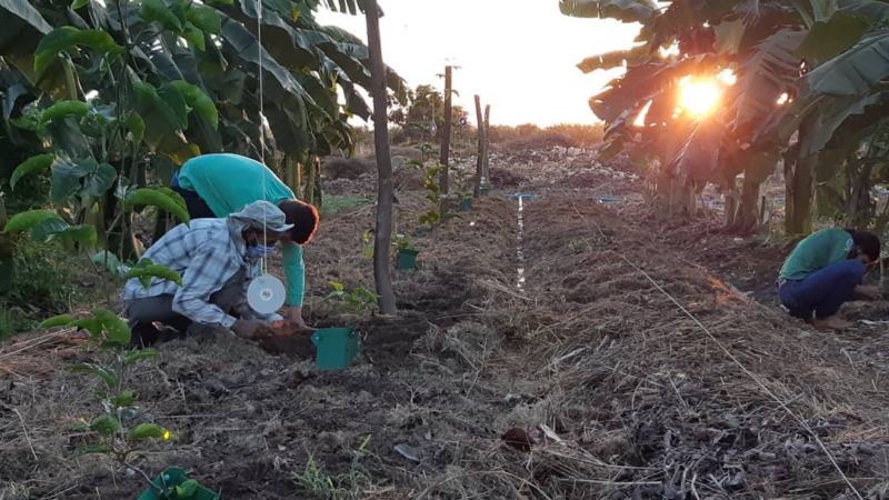 Apoio do Programa REM MT incentiva produção agroecológica de famílias em Sinop