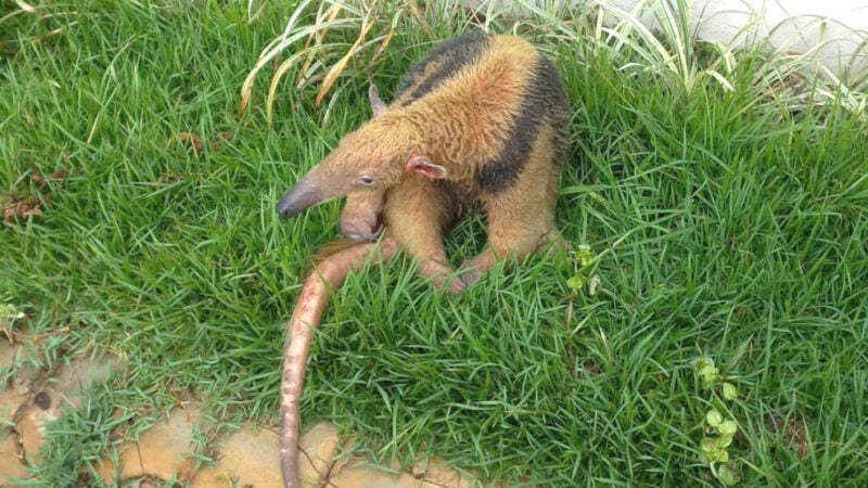 Bombeiro captura tamanduá em bairro de Guarantã do Norte