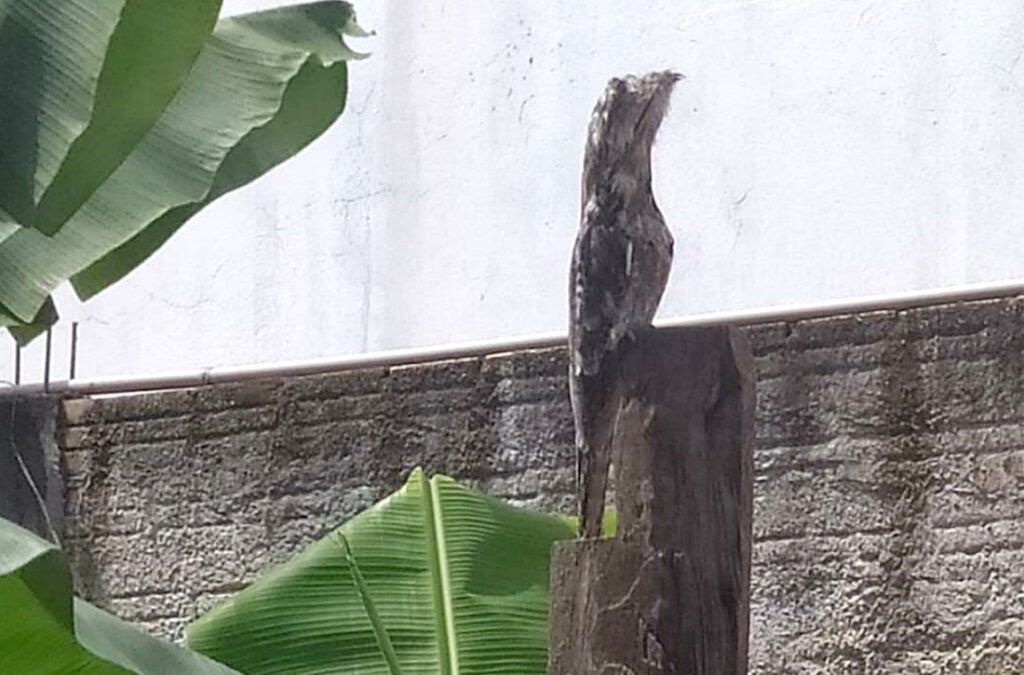 Corpo de Bombeiro captura urutau no quintal de casa em Guarantã do Norte
