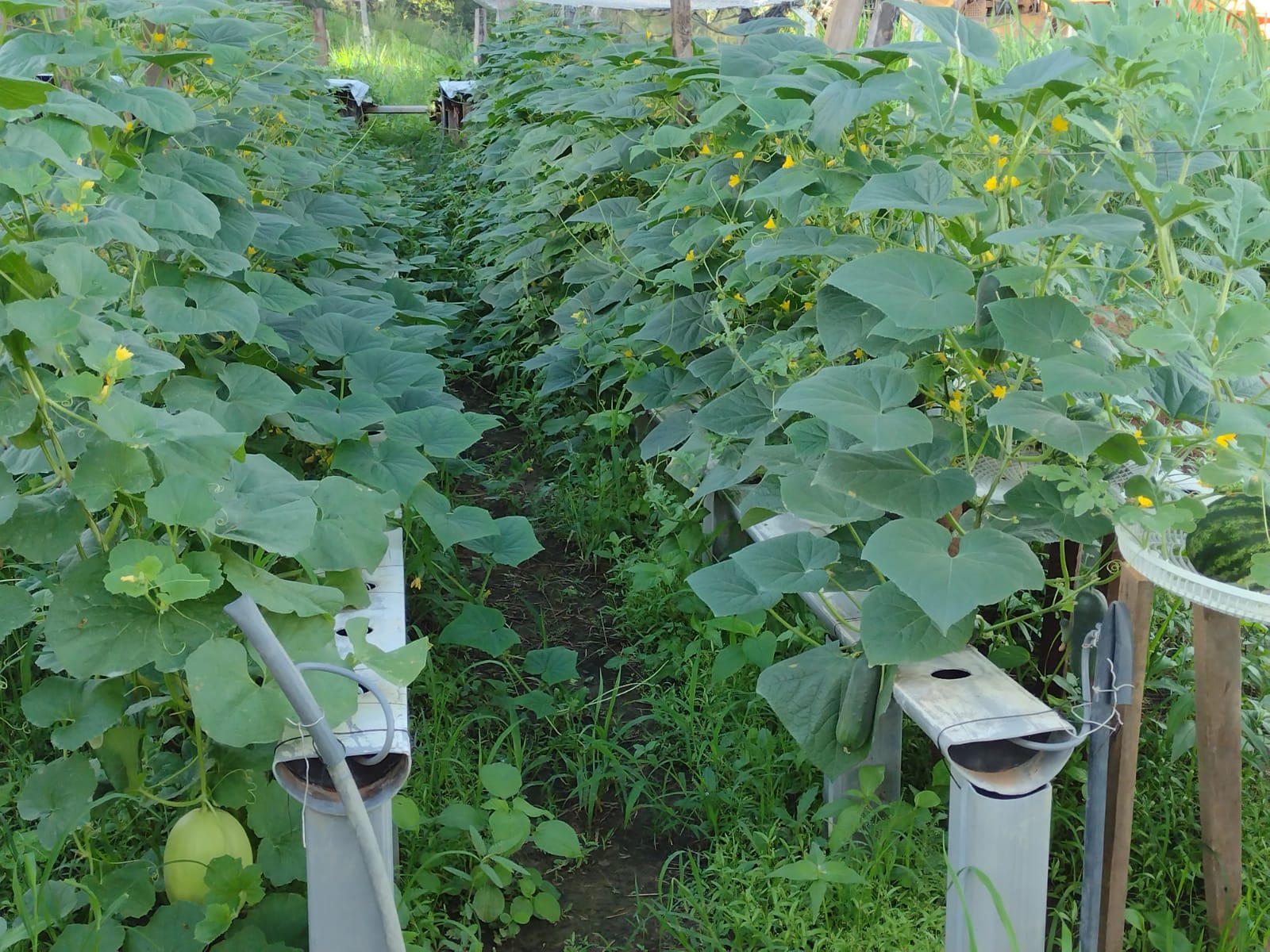 PRODUTORES ATENDIDOS PELA ATEG CONSEGUEM CONTRATO DE R$ 1,6 MI PARA COMERCIALIZAÇÃO