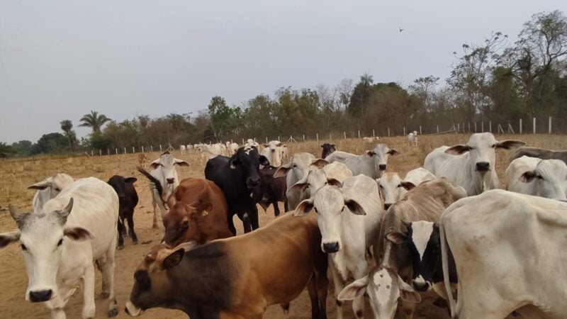 Ministério da Agricultura confirma caso de vaca louca no Pará e exportações para a China são suspensas