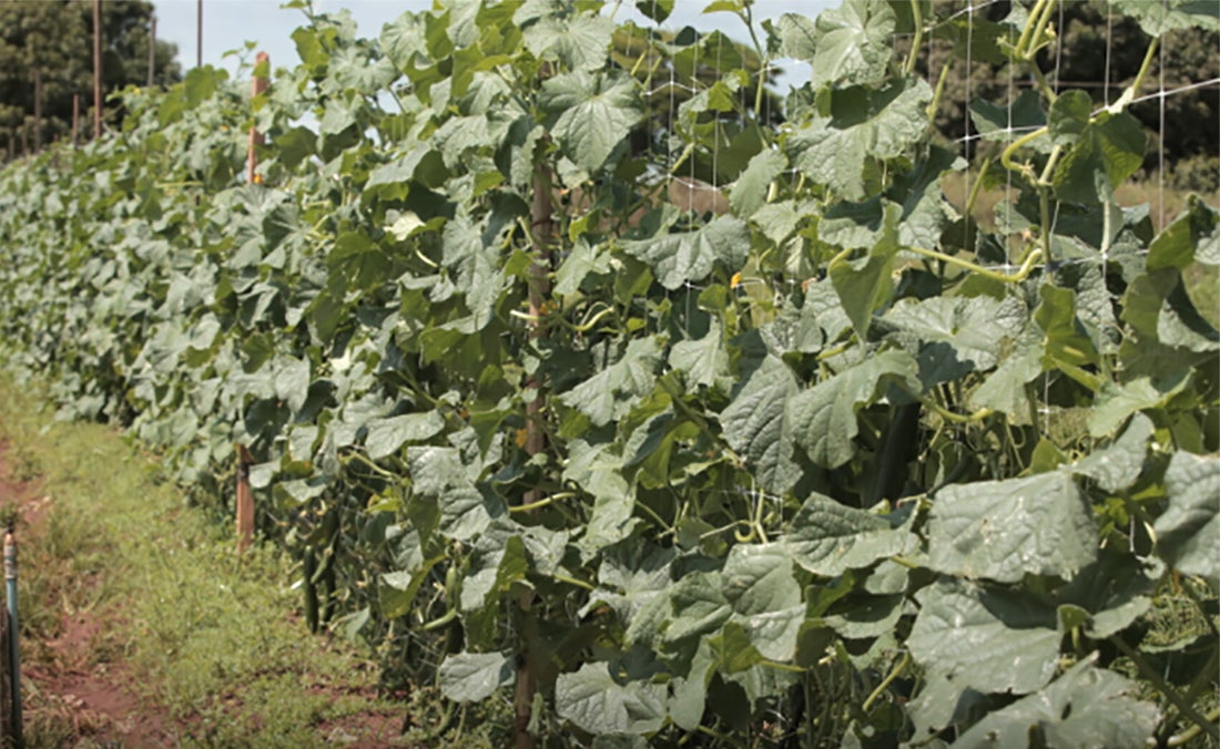 Nova Mutum vai destinar R$ 137 mil em insumos agrícolas para agricultura familiar