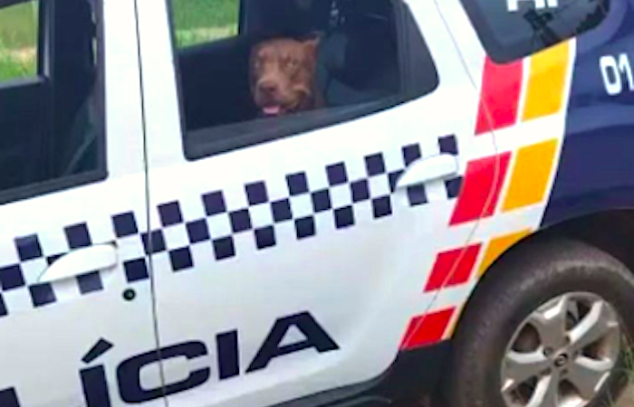 PM resgata cachorro em situação de maus-tratos e apreende pés de maconha em casa abandonada em MT
