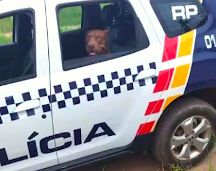 PM resgata cachorro em situação de maus-tratos e apreende pés de maconha em casa abandonada em MT