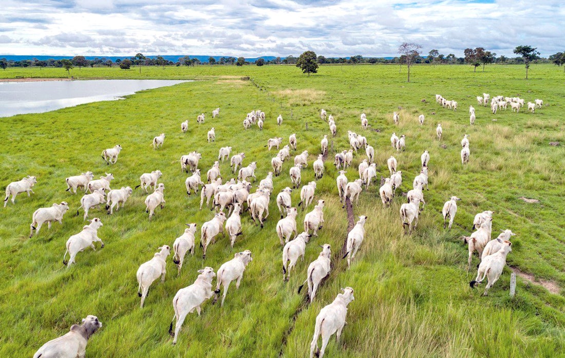 Preço do boi gordo e da vaca em Mato Grosso tem nova baixa
