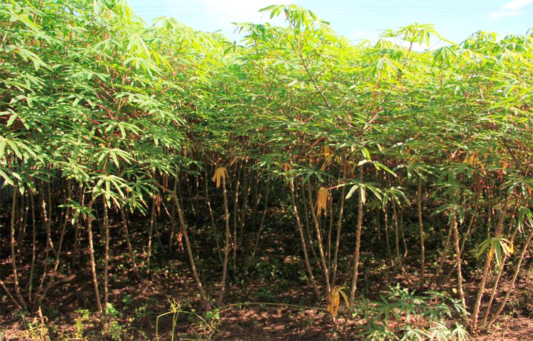 Empaer avalia cultivo de mandioca em campos experimentais para fortalecer agricultura familiar em MT