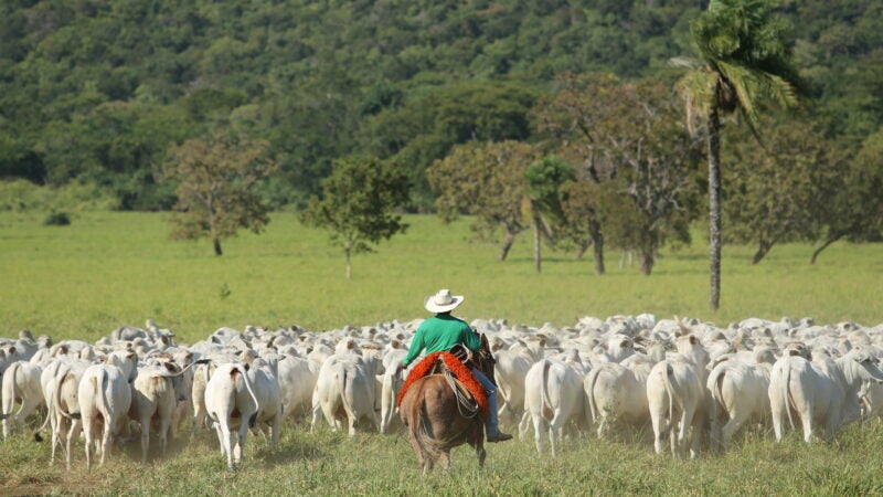 Pecuaristas podem aumentar eficiência produtiva com uso de genética melhorada