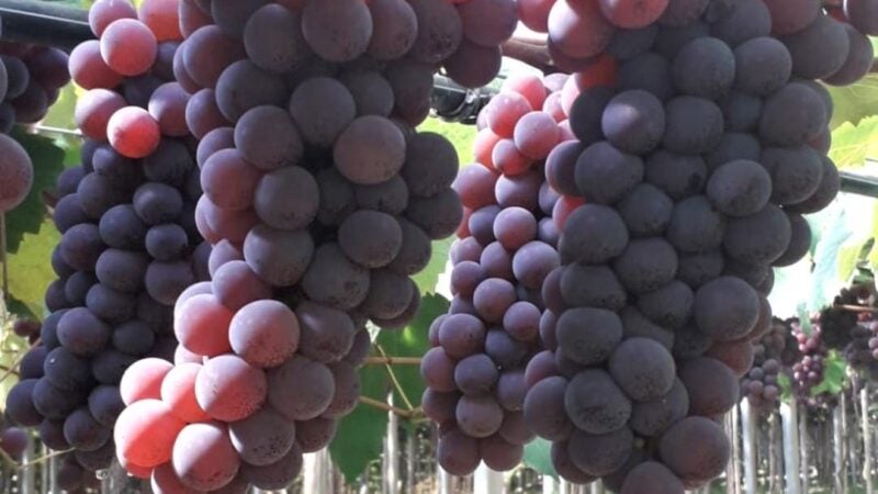 BioAtlantis lança bioestimulante que aumenta o tempo de prateleira de frutas e hortaliças