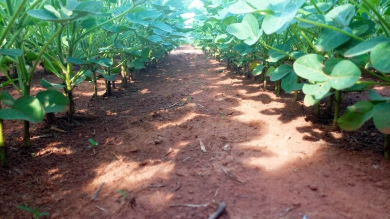 Importância do posicionamento de herbicidas pré-emergentes no manejo de plantas daninhas resistentes na soja