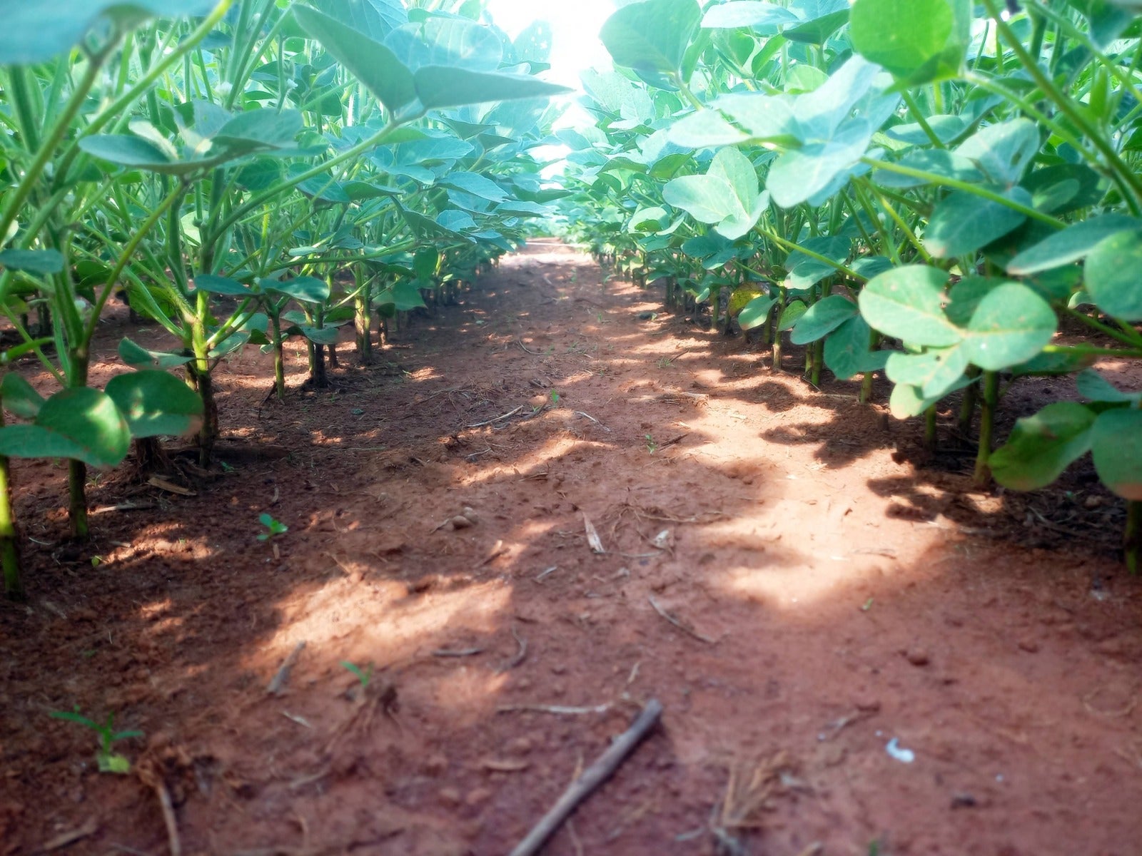 Importância do posicionamento de herbicidas pré-emergentes no manejo de plantas daninhas resistentes na soja