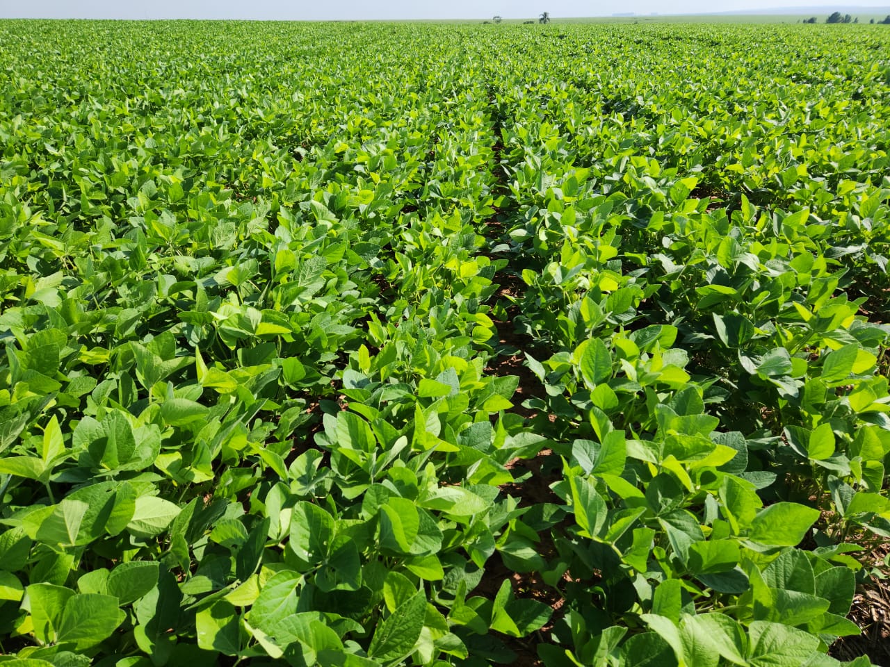 Fertilizantes biotecnológicos serão novidades na Coplacampo