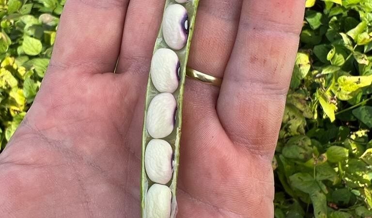 Nutrição vegetal é ferramenta importante aos produtores nos cultivos de verão