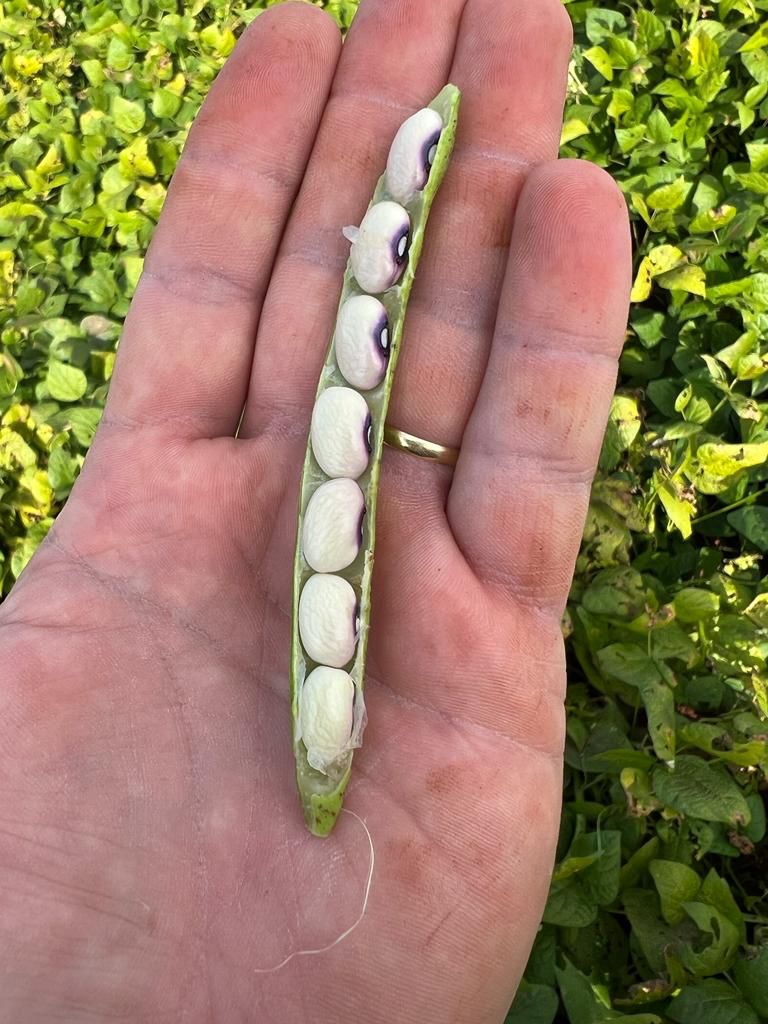 Nutrição vegetal é ferramenta importante aos produtores nos cultivos de verão