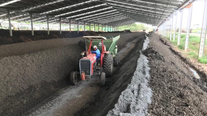 Fertilizante orgânico aumenta produtividade e crescimento da nogueira macadâmia