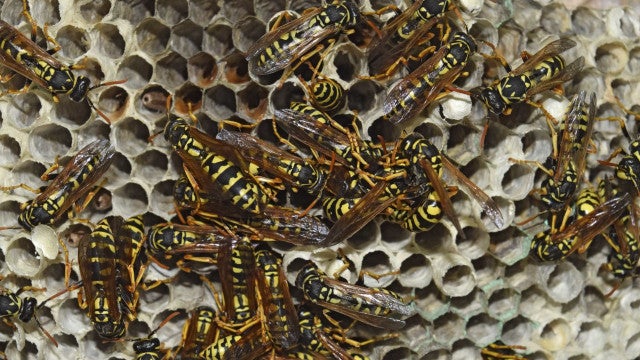 Jogo é paralisado por ataque de abelhas no Campeonato Goiano