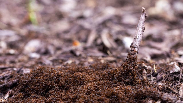 Estudo com formigas revela efeitos do pasto na diversidade amazônica