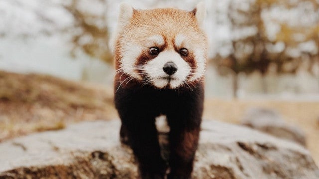 Panda-vermelho foge do recinto em zoo na Califórnia (e regressa após 6h)