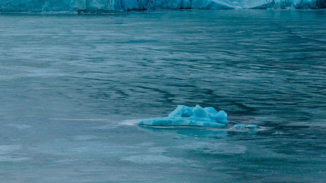 Tubarão é encontrado congelado em praia após onda de frio nos EUA