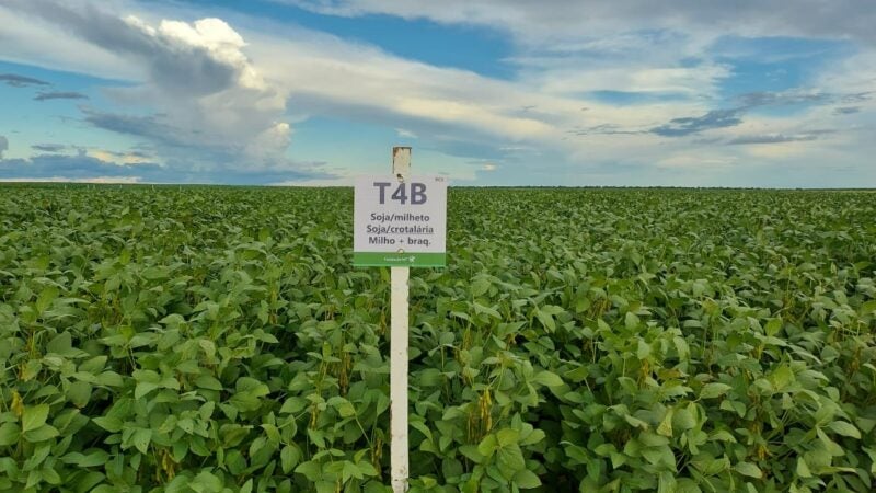 Experimentos revelam efeitos de sistemas de produção e impacto da calagem na soja, ao longo de 15 anos
