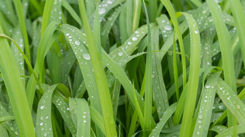 Técnicas que ajudam a produzir forragem com maior valor nutritivo