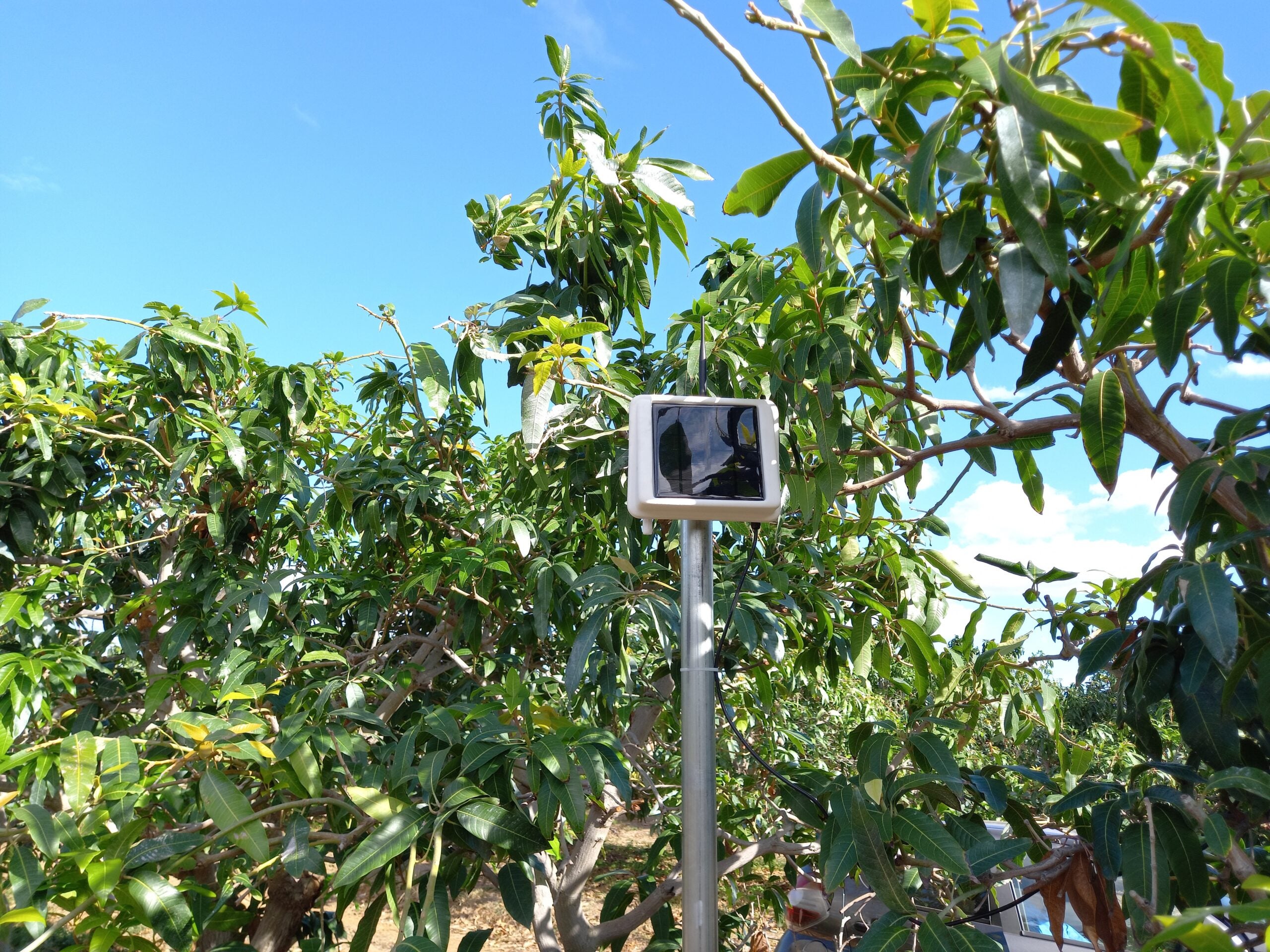 Startup de tecnologia inédita gera recomendações de manejo com foco na agricultura preditiva