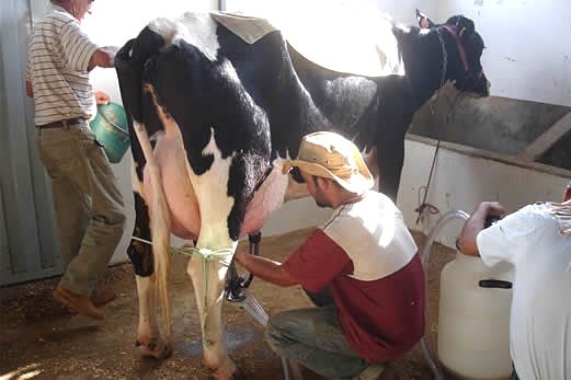 Preço do leite pago os produtores em Mato Grosso cai e a nível nacional aumenta