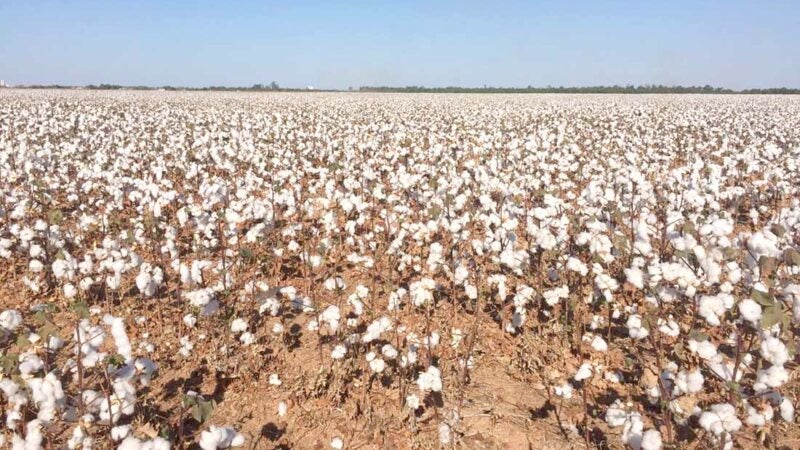 Venda da safra de algodão em Mato Grosso chega a 60%; preço da arroba cai 3%