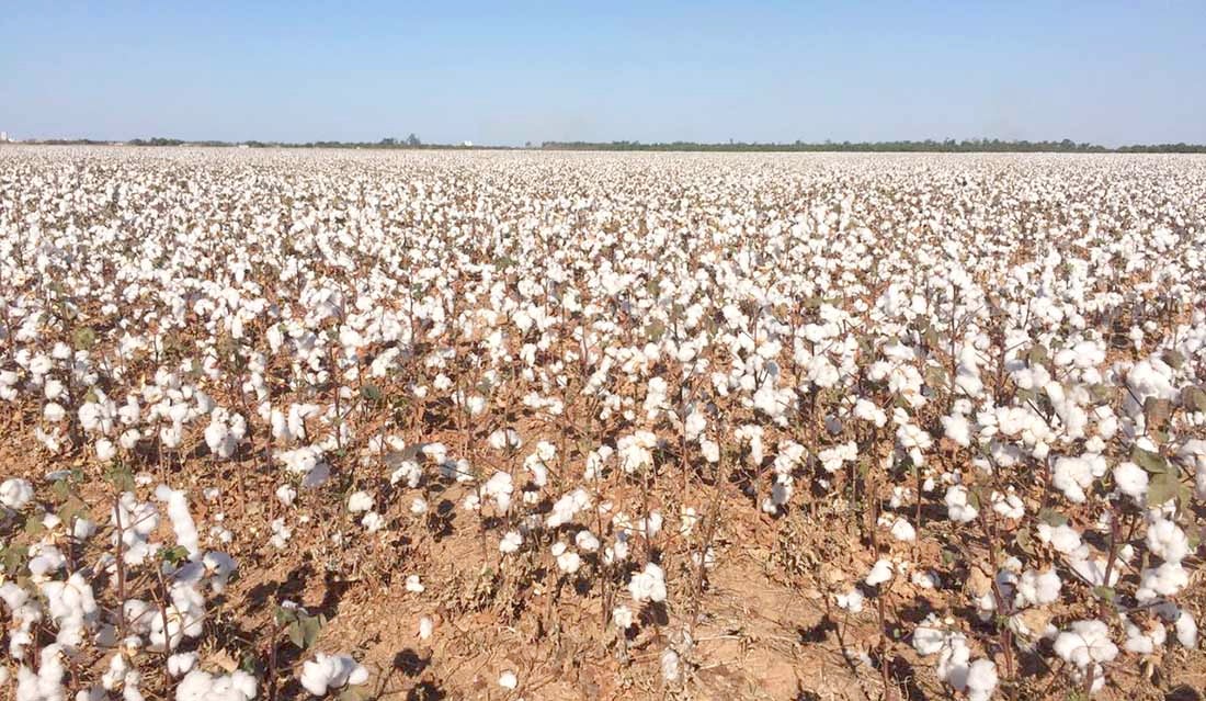 Venda da safra de algodão em Mato Grosso chega a 60%; preço da arroba cai 3%