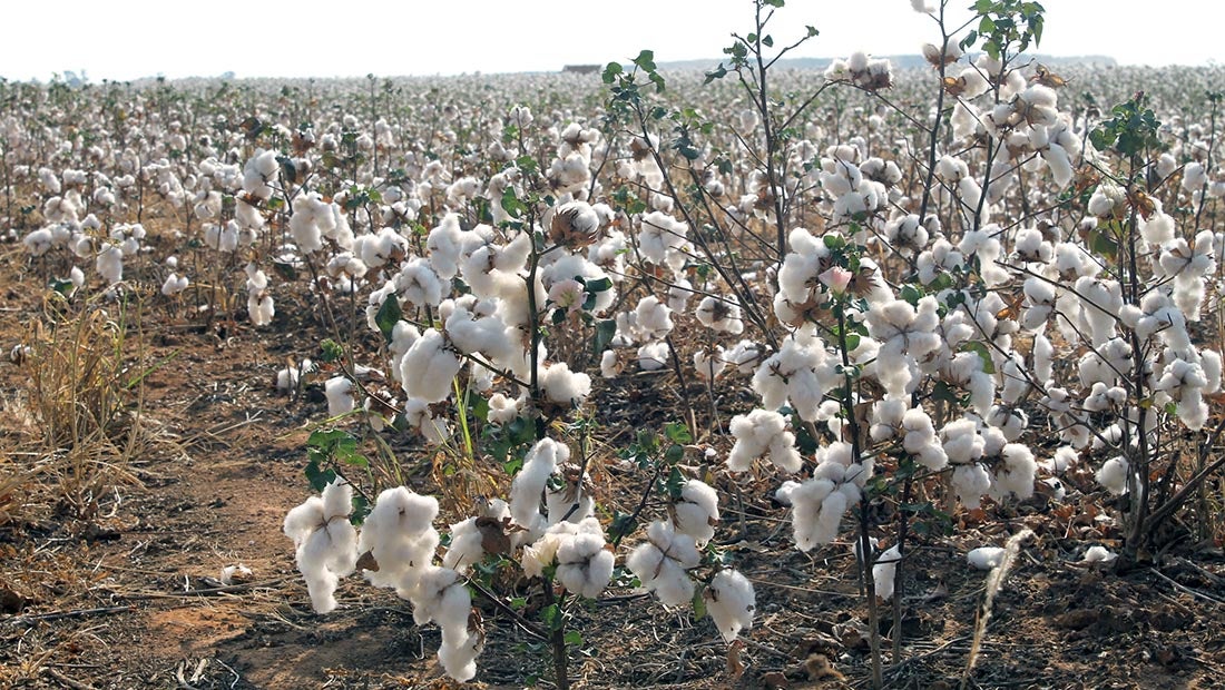 Cotação do algodão em Mato Grosso cai; preço da torta também baixa