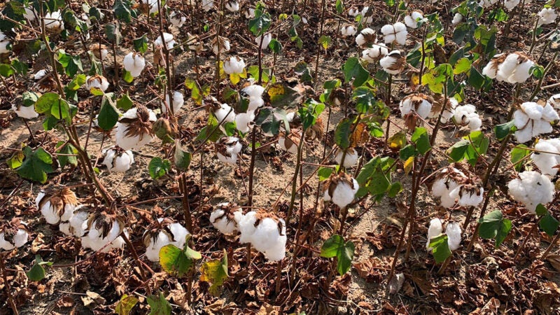 Fazendas com plantio de algodão em Mato Grosso devem ser recadastravas até dia 15