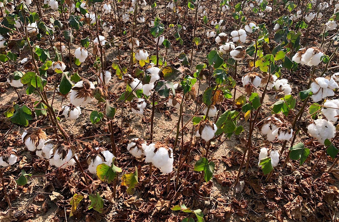 Fazendas com plantio de algodão em Mato Grosso devem ser recadastravas até dia 15