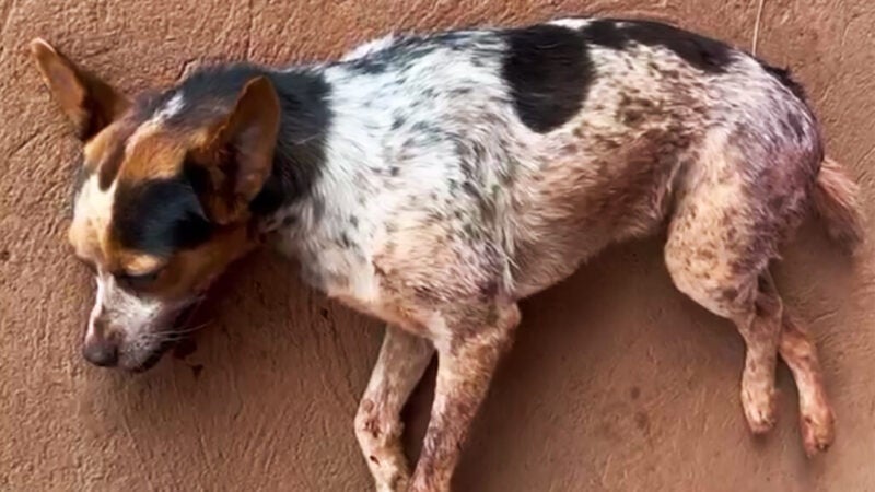 Polícia prende homem que atirou em cachorro em Itauba
